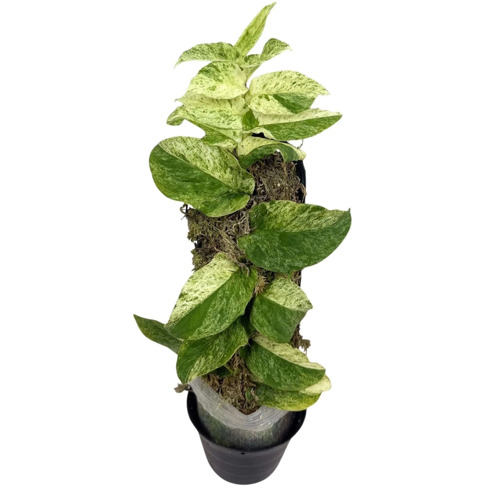 熱帯植物: Rhaphidophora sp. Kpg. Lui Muda 熱帯植物: Rhaphidophora sp. Kpg. Lui Muda 熱帯植物