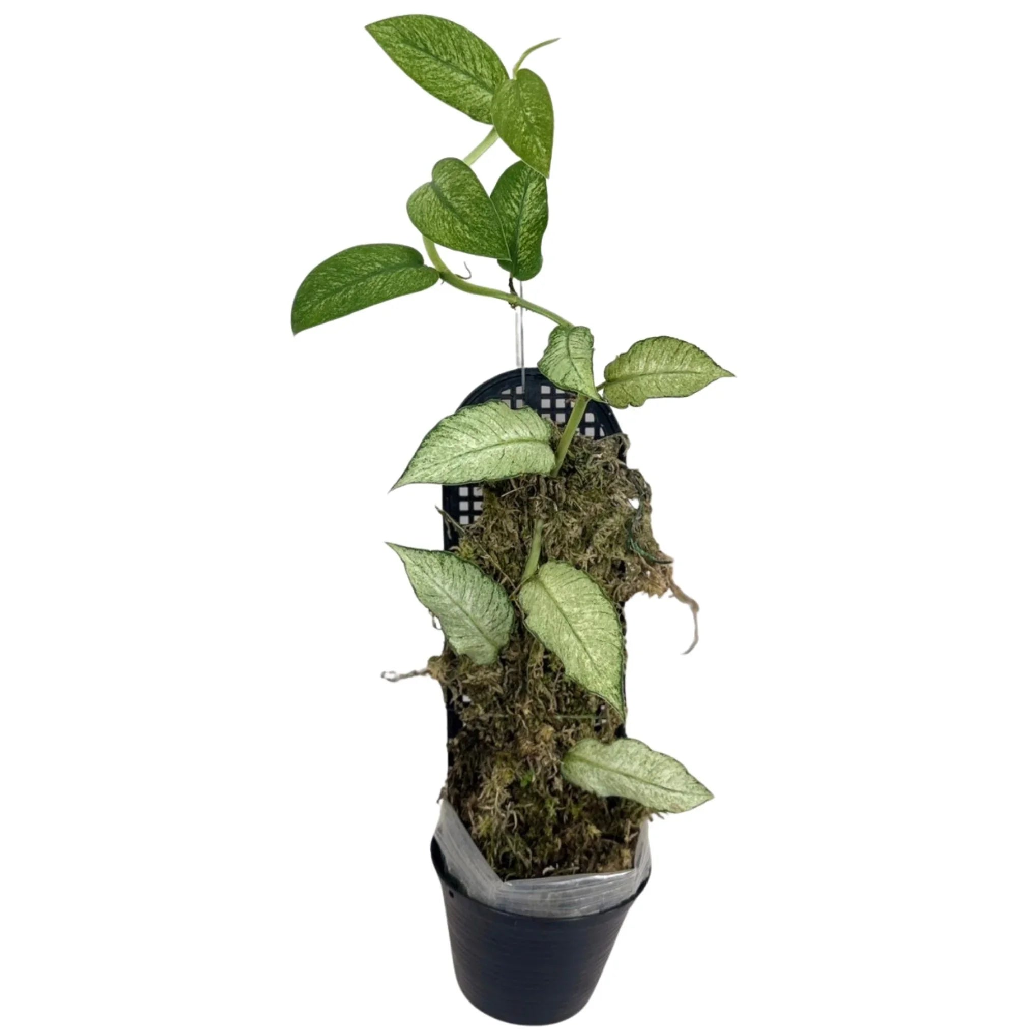 Rhaphidophora – Thai Exotic Greenery