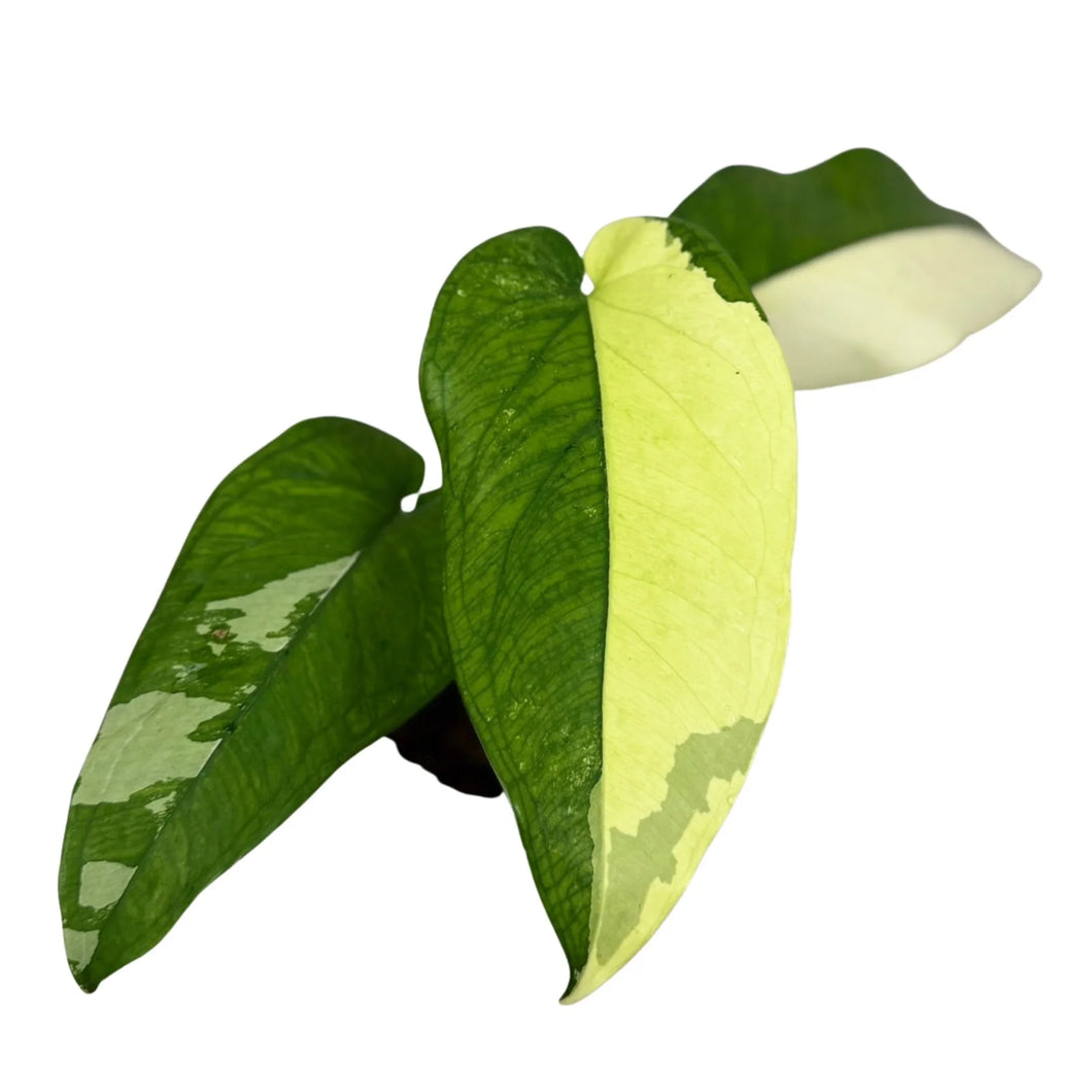 Syngonium chiapense variegated