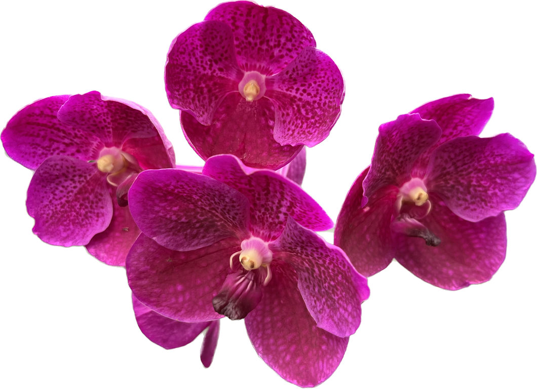 Vanda Boonserm Delight – Thai Exotic Greenery