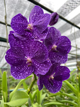 Load image into Gallery viewer, Vanda Somsri Blue Classic
