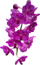 Load image into Gallery viewer, Vandachostylis Chulee Red
