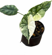 Load image into Gallery viewer, Variegated Alocasia Dragon Scale with textured green and creamy marbled foliage
