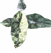 Load image into Gallery viewer, Variegated Alocasia Dragon Scale with textured green and creamy marbled foliage
