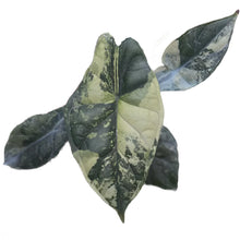 Load image into Gallery viewer, Variegated Alocasia Dragon Scale with textured green and creamy marbled foliage
