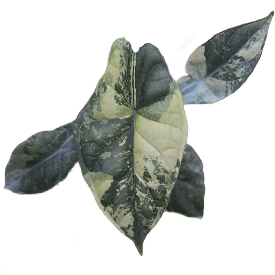 Variegated Alocasia Dragon Scale with textured green and creamy marbled foliage