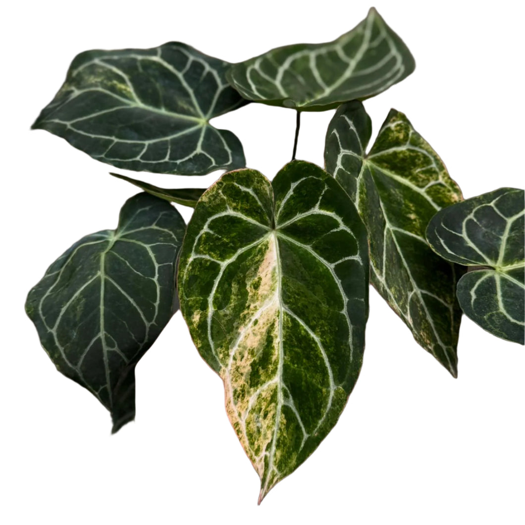 Variegated Anthurium Crystallinum with dark velvety leaves and creamy marbled variegation