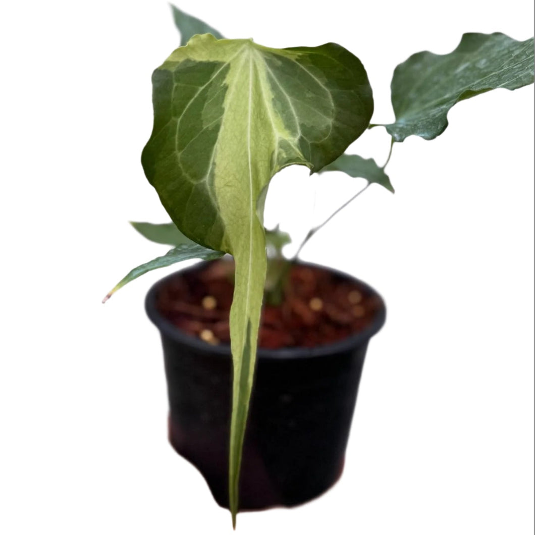 Variegated Anthurium Delta Force with sword-shaped leaves and creamy lime patterns in a black nursery pot.