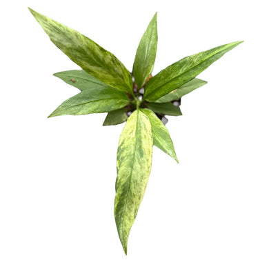 Variegated Anthurium Vittarifolium with long, narrow, cream-streaked green leaves in a cascading growth habit.