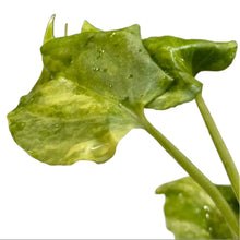 Load image into Gallery viewer, Variegated Anthurium pterodactyl hybrid plantlet from tissue culture
