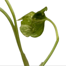 Load image into Gallery viewer, Variegated Anthurium pterodactyl hybrid plantlet from tissue culture
