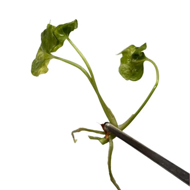 Variegated Anthurium pterodactyl hybrid plantlet from tissue culture