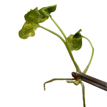 Load image into Gallery viewer, Variegated Anthurium pterodactyl hybrid plantlet from tissue culture
