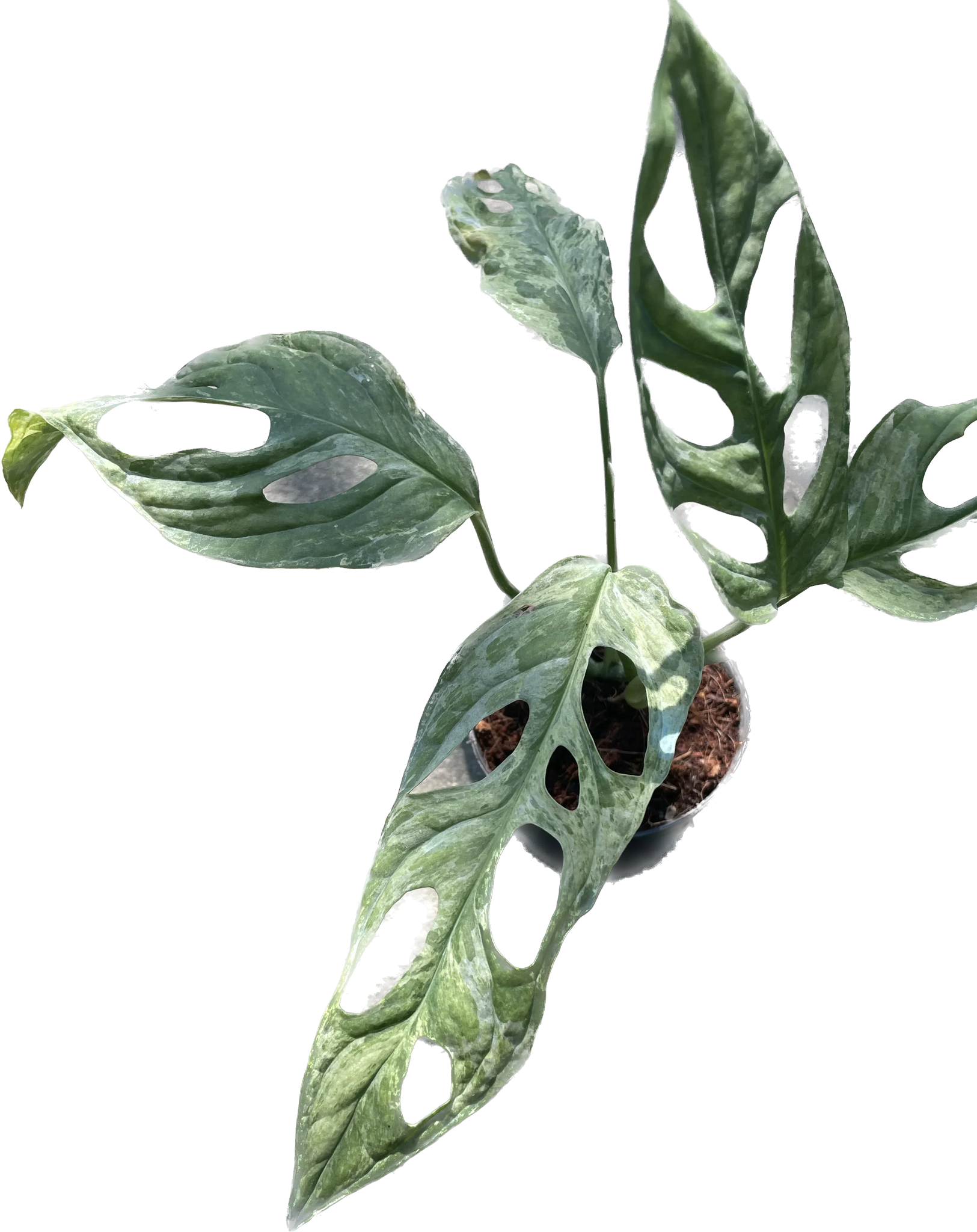 rare monstera adansonii Monstera adansonii indonesia variegated – TEG