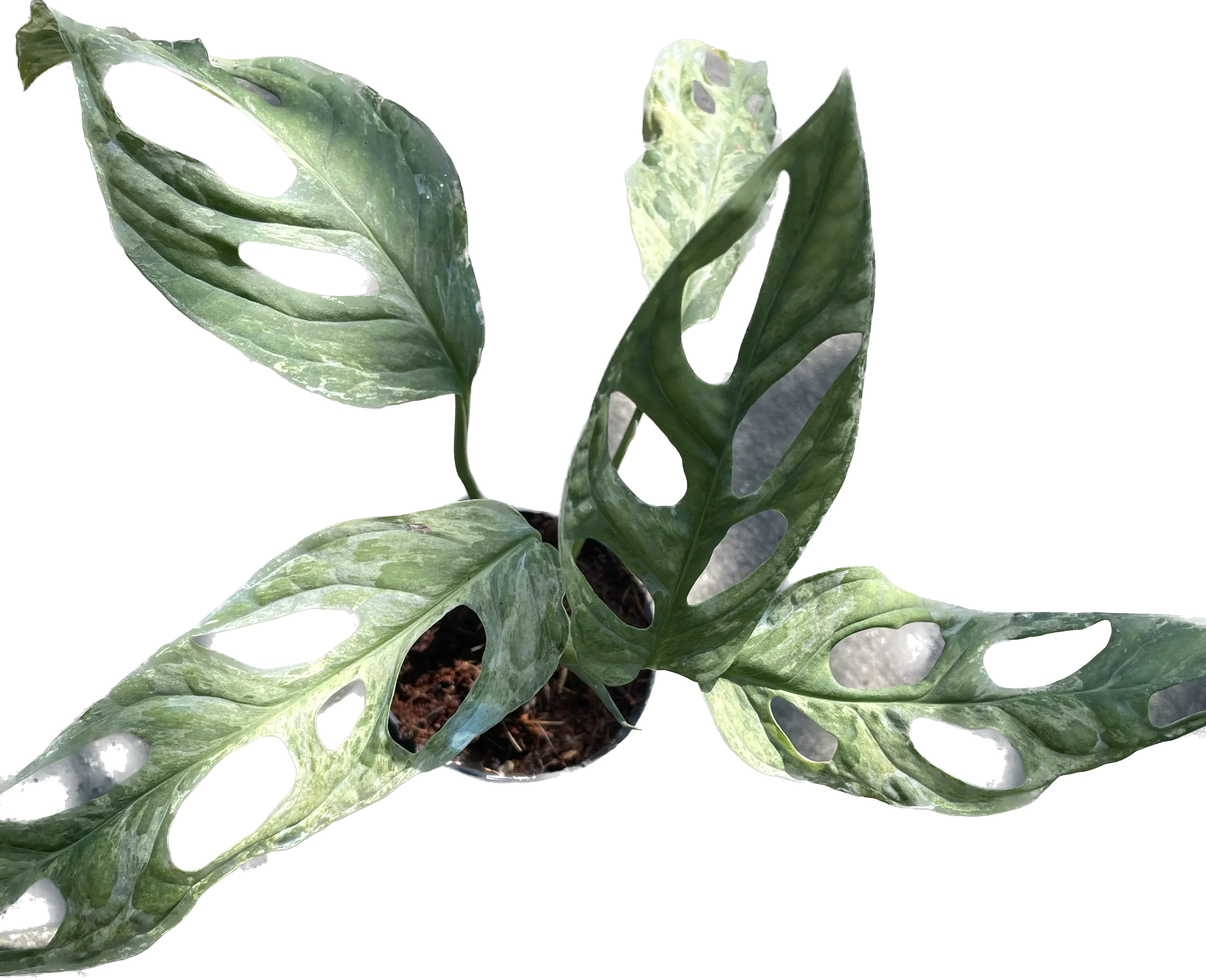 Monstera adansonii indonesia variegated