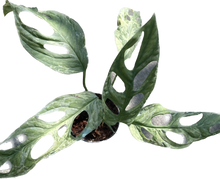 Load image into Gallery viewer, Variegated Monstera adansonii Indonesia with fenestrated green and yellow leaves.
