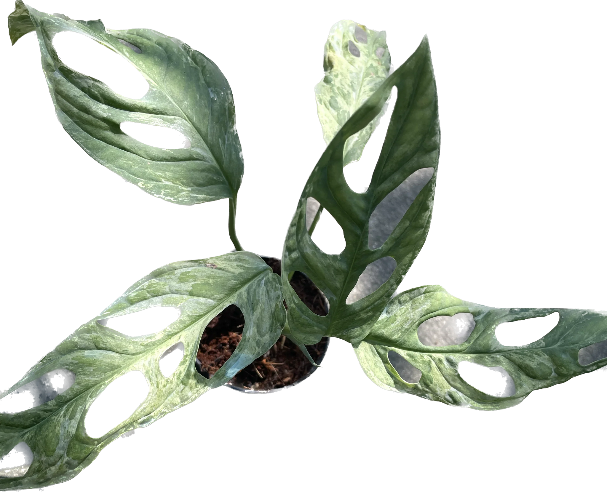 Monstera adansonii indonesia variegated – TEG