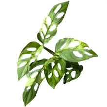 Load image into Gallery viewer, Variegated Monstera adansonii Indonesia with fenestrated green and yellow leaves.
