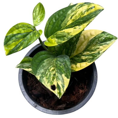 Variegated Monstera karstenianum with marbled green and yellow textured leaves in a pot