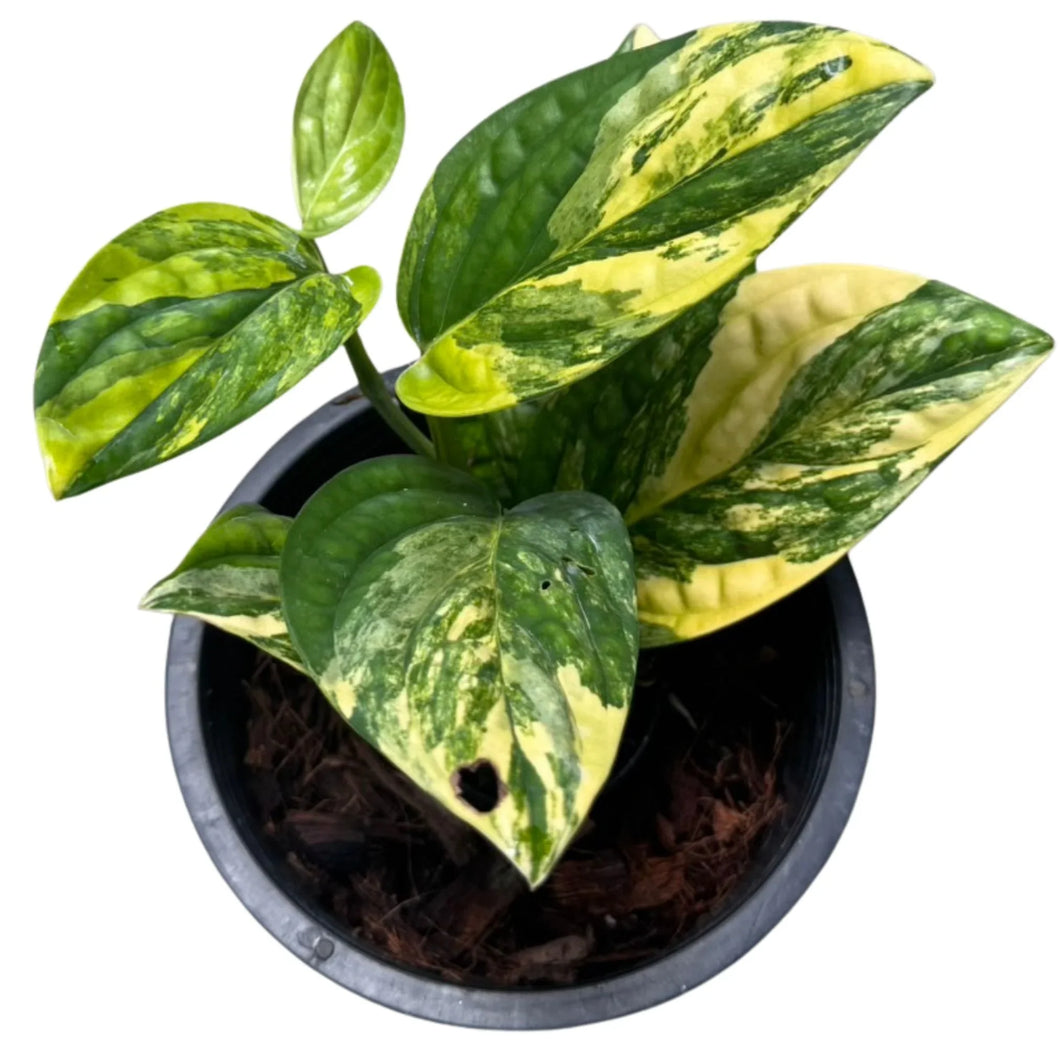 Variegated Monstera karstenianum with marbled green and yellow textured leaves in a pot