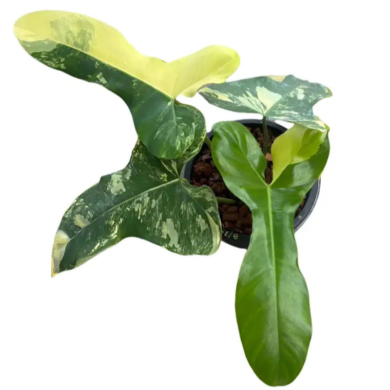 Philodendron Florida Beauty x (Paraiso Verde x Black Billietiae) aurea  variegated