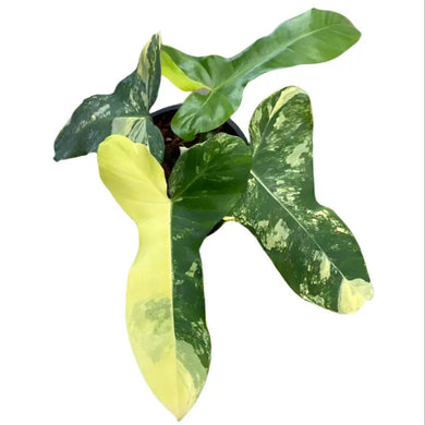 Variegated Philodendron Florida Beauty x (Paraiso Verde x Black Billietiae) with yellow and green marbled foliage