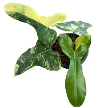 Load image into Gallery viewer, Variegated Philodendron Florida Beauty x (Paraiso Verde x Black Billietiae) with yellow and green marbled foliage
