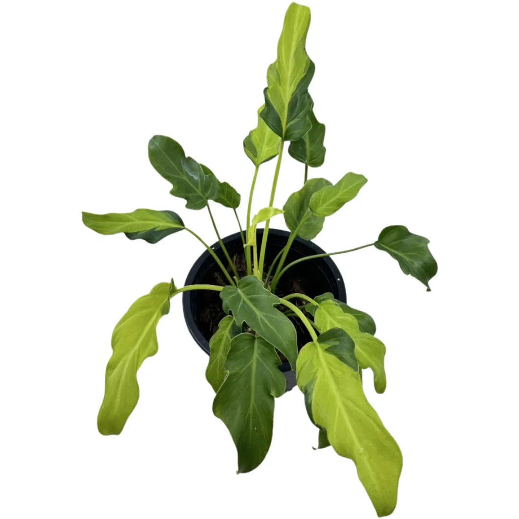 dwarf philodendron xanadu Thaumatophyllum Xanadu dwarf variegated – Thai Exotic Greenery