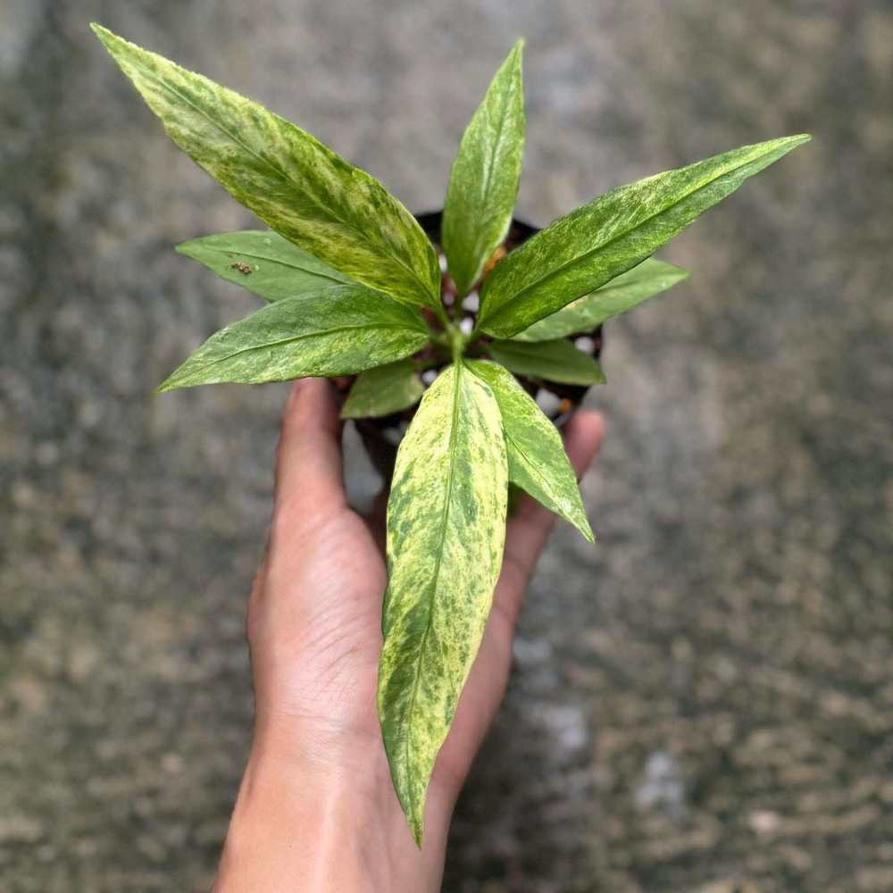 Anthurium vittarifolium variegated