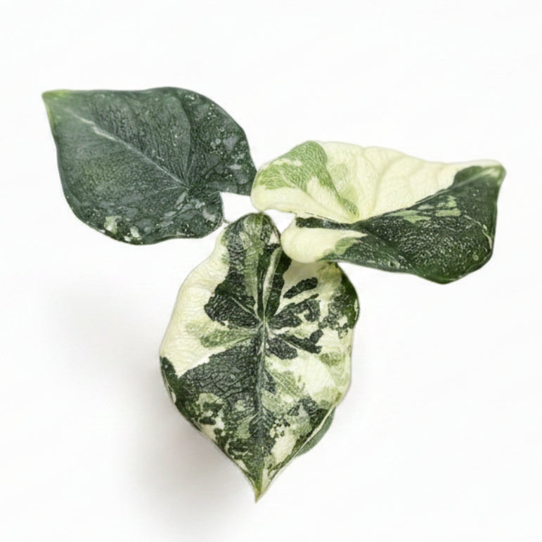 Alocasia Melo Albo - TEG | Variegated Rare Collector Plant – Thai