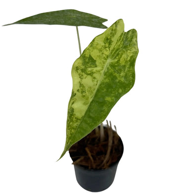 Alocasia Sanderiana Bull Aurea Variegated with striking green and yellow marbled foliage in a black nursery pot.
