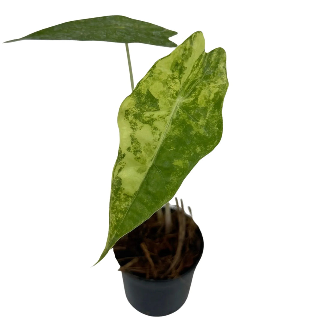 Alocasia Sanderiana Bull Aurea Variegated with striking green and yellow marbled foliage in a black nursery pot.