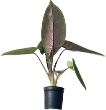 Load image into Gallery viewer, Alocasia scalprum
