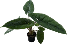 Load image into Gallery viewer, Alocasia scalprum
