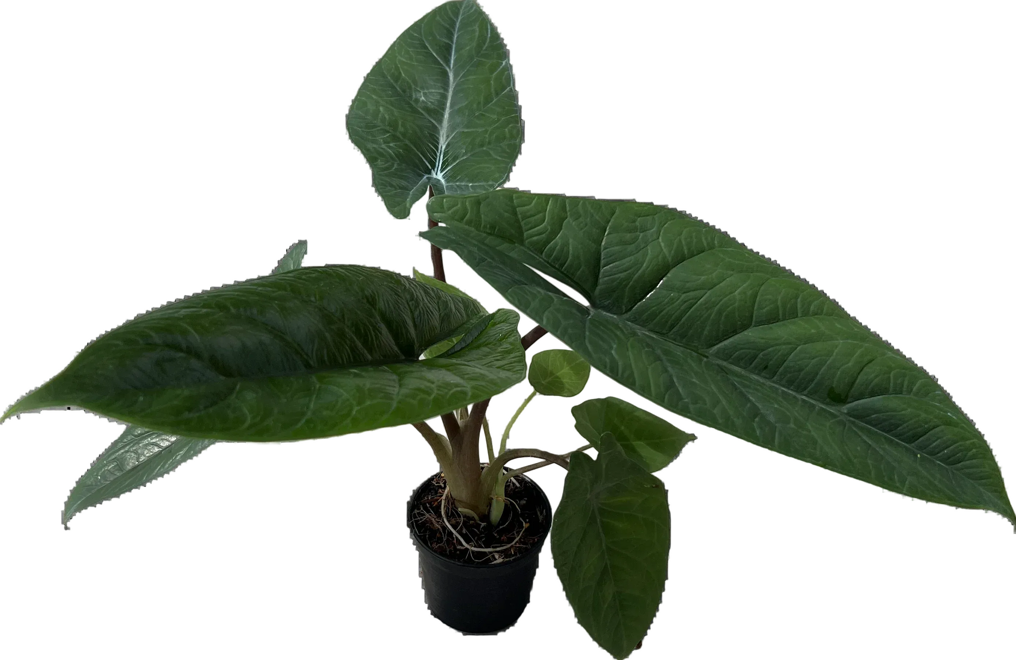 Alocasia Scalprum - TEG