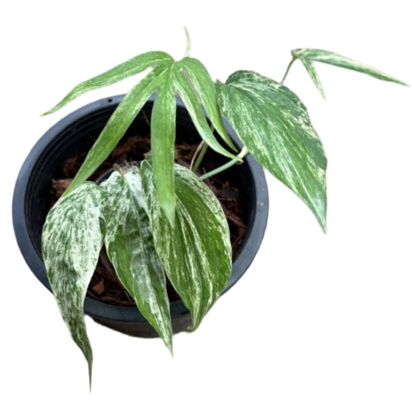 Variegated Amydrium zippelianum plant with narrow, marbled leaves in a black nursery pot.