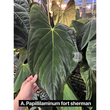 Load image into Gallery viewer, Large green leaf with a hand for scale, labeled &#39;A. Papillilaminum fort sherman&#39;.
