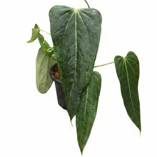 Load image into Gallery viewer, Anthurium Emerald Lance with elongated dark green lance-shaped leaves and subtle veining.
