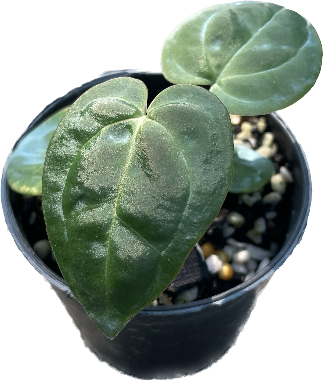 Anthurium besseae aff x besseae aff (seedling)