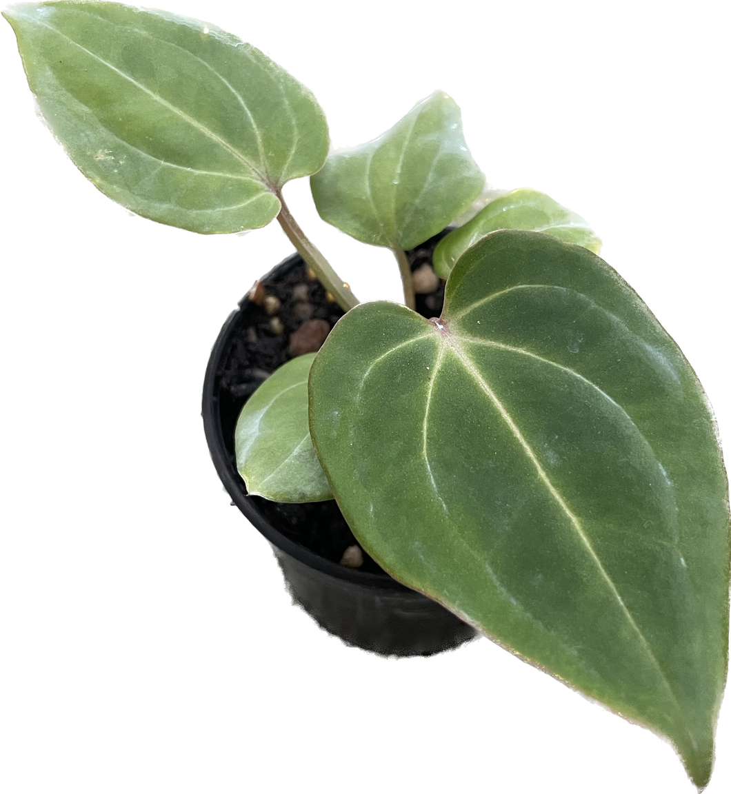 Anthurium besseae aff x forgetti (seedling)