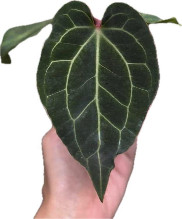 Anthurium besseae aff x besseae aff (seedling)