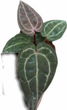 Load image into Gallery viewer, Anthurium (zara x michelle) x (zara x michelle) (seedling)
