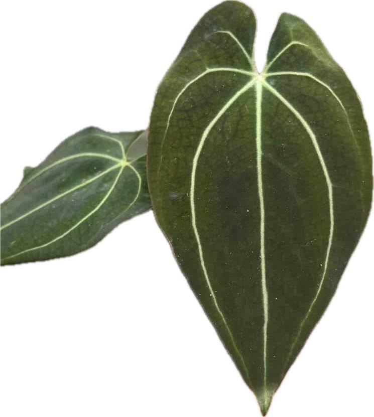 Anthurium besseae aff x papillilaminum (seedling)