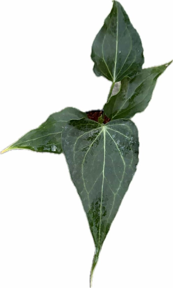 Anthurium Delta Force – Thai Exotic Greenery Anthurium Delta Force – Thai Exotic Greenery