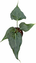 Load image into Gallery viewer, Anthurium Delta Force
