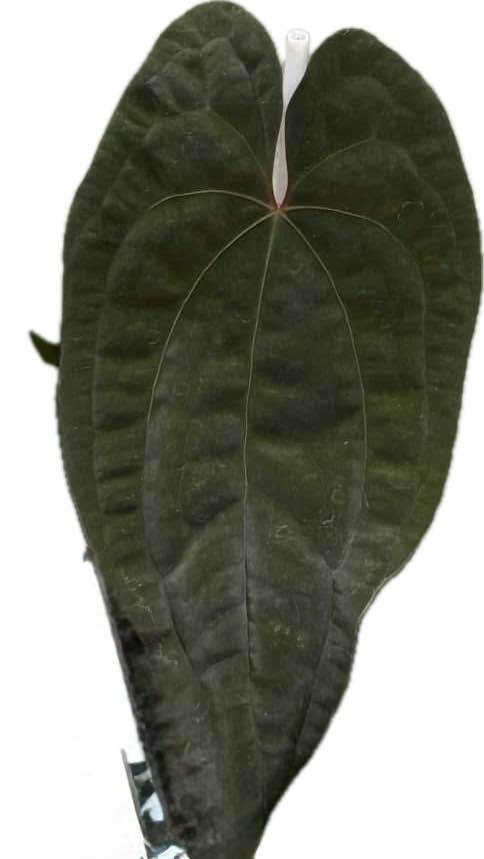 Anthurium papillilaminum x red dark phoenix (seedling)