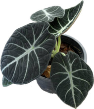 Load image into Gallery viewer, Alocasia ninja
