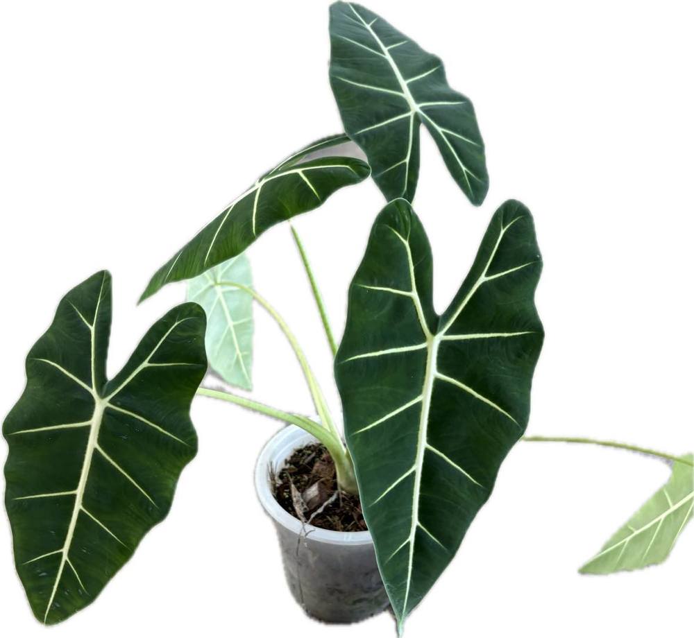 Alocasia frydek