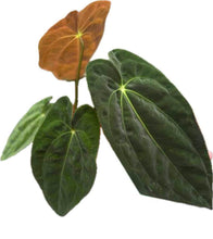 Load image into Gallery viewer, Anthurium papillilaminum x papillilaminum (seedling)
