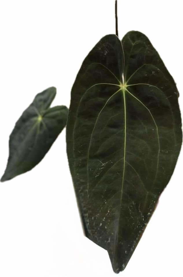 Anthurium papillilaminum guna yala